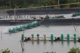 Tiền Giang aquaculture area, output edge up