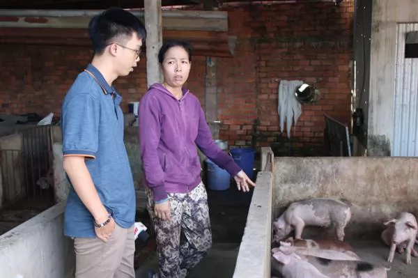 HCM City to switch from pork production to pig breeding