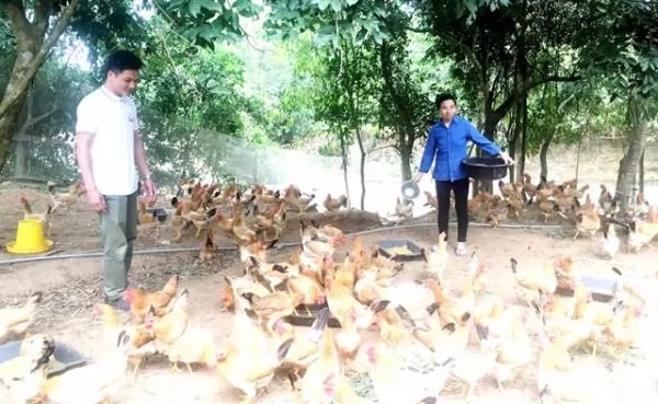 Organic chickens and organic success for young man in Quảng Bình