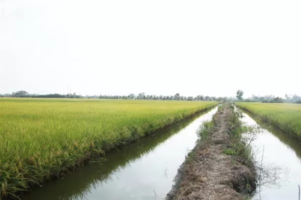 High-tech shrimp farming brings high profits in Bạc Liêu Province