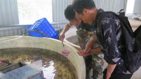 Lào Cai enhances cold-water fish production