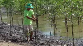 Shrimp-breeding in mangroves protects forest cover, offers stable income