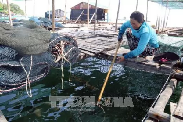 Good times for Kiên Giang farmers breeding fish in cages