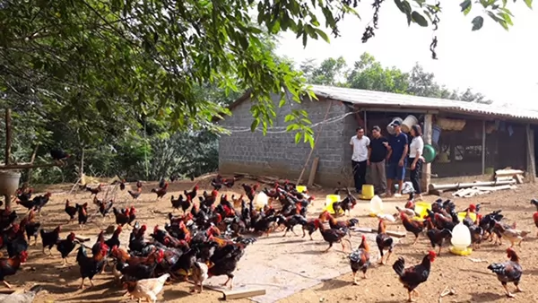 Hà Nội free-range chickens thrive on herbal diet