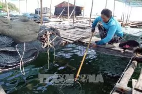 Good times for Kiên Giang farmers breeding fish in cages