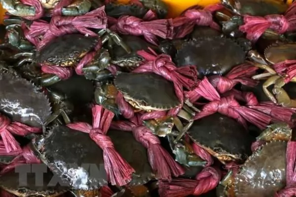 Sea crab breeding - A new option for Tra Vinh farmers