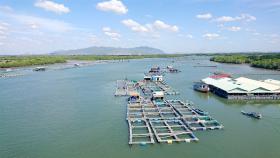 Bà Rịa - Vũng Tàu protects marine resources, develops aquaculture