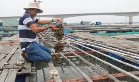 Bà Rịa - Vũng Tàu farmers breed Pacific oysters