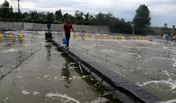 Kiên Giang to provide traceability codes to brackish water shrimp farms