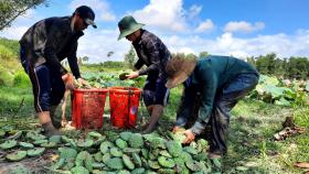 Thừa Thiên-Huế Province aims to build a lotus brand