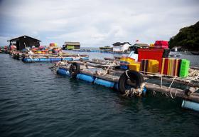 Island commune expands cage aquaculture