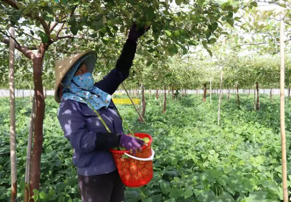 Quality jujube yields high profits for Ninh Thuận farmers