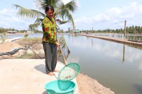 Bến Tre Province giant river prawn farms hit by saltwater intrusion