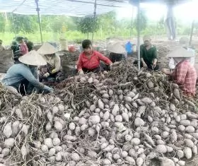 Mekong Delta authorities seek to boost farm produce sales amid transport restrictions