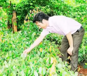 Farmer brings Bầu Mây pepper abroad