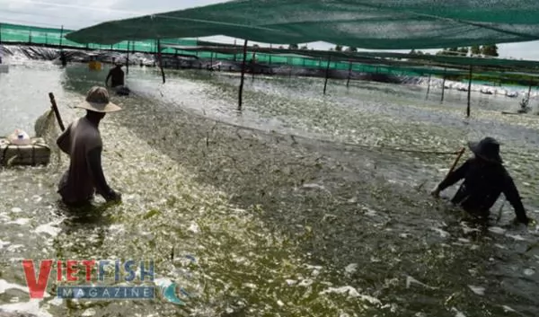 Kiên Giang\'s district expands two-stage industrial shrimp farming