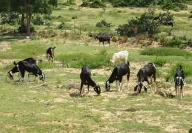 Ninh Thuan province finds goat farming lucrative to expand