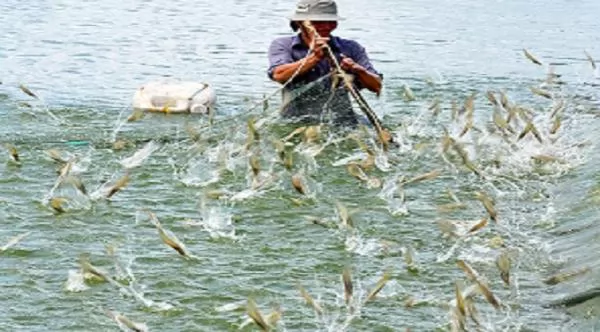 Soc Trang\'s shrimp farming area to remain unchanged in 2021