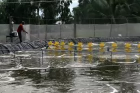 Kiên Giang to breed more brackish water shrimp