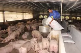 A swine of the times - pig production down in An Giang Province