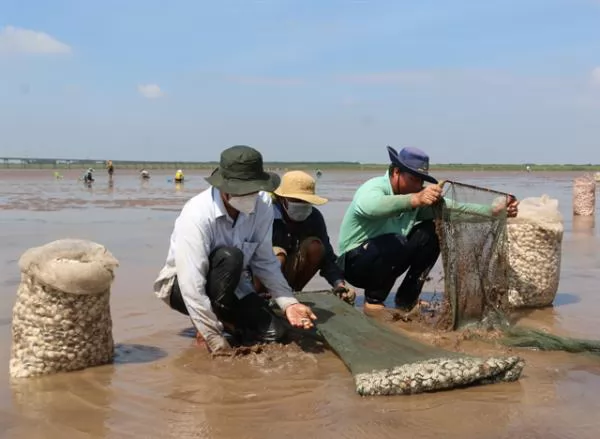 Clam-breeding co-operative raises incomes of needy members