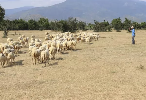 Ninh Thuận Province to spend $33m to develop animal husbandry