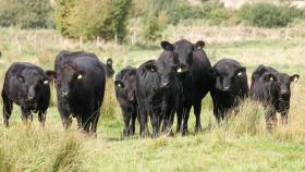 What does the future hold for UK beef farming?