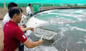 Bạc Liêu eyes all-round development of shrimp industry