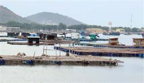 Ninh Thuận improves marine aquaculture efficiency