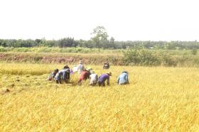 Mekong Delta farmers adapt to saline intrusion with shrimp-rice farming