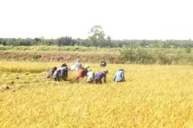 Mekong Delta farmers adapt to saline intrusion with shrimp-rice farming