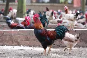 Hà Nội develops free-range chicken farming