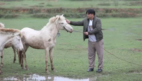 Bắc Giang ethnic groups breed white horses