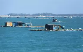 Farmers expand breeding of high-value fish in floating cages in Ninh Thuận