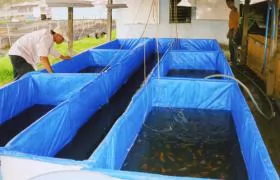 City aims to boost pet fish market