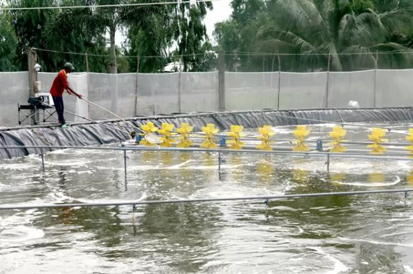 Kiên Giang Province goes down path of sustainable shrimp farming