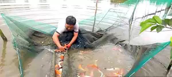 Farmer raises Japanese koi in saline water