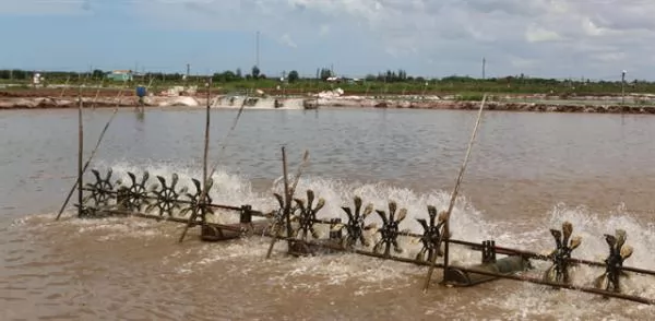 Bạc Liêu to grant production codes for shrimp farms to meet export requirements