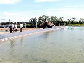 Cà Mau expands shrimp output using environmentally friendly methods