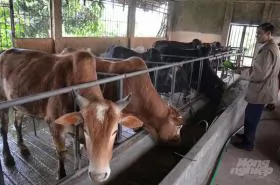 Vietnamese beef cattle breed favored by China