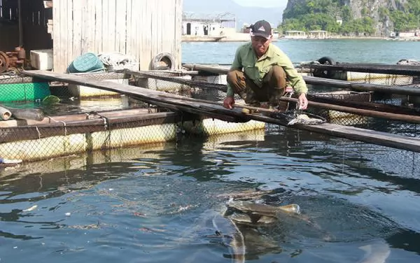 Quảng Ninh sets a target of 8,000 billion dong from marine culture