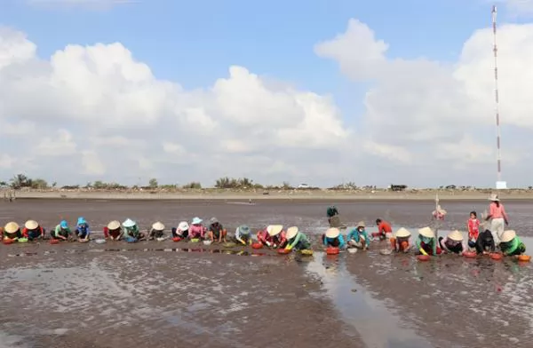 Tiền Giang clam farmers get high prices