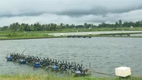 Sóc Trăng develops effective shrimp farming models