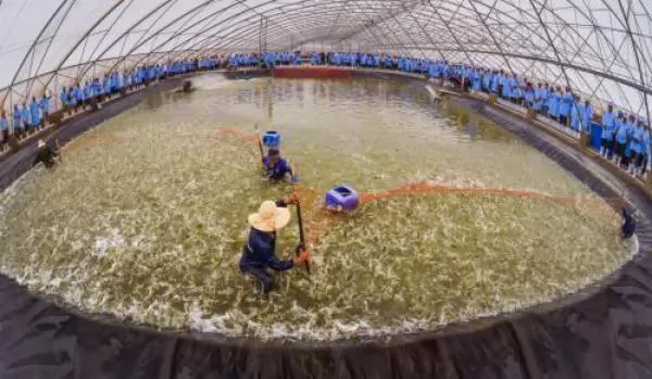 First breeding shrimp farm in Vietnam meets OIE standards