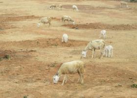 Ninh Thuận Province struggles to feed livestock