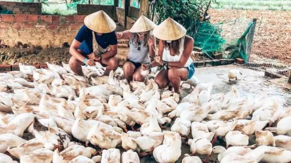 Try a duck massage in Quảng Bình Province