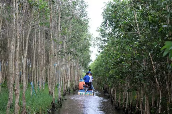 Kien Giang Province farmers switch to cajuput