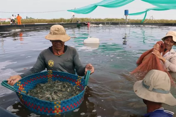 Kiên Giang Province increases shrimp farming