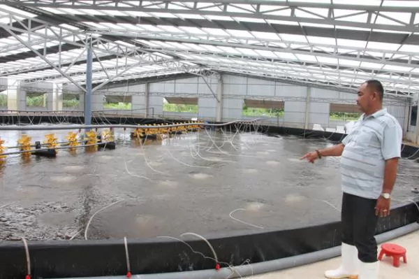 Bến Tre expands hi-tech shrimp farming area