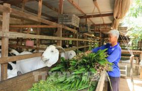 Goats pull Đồng Tháp Province farmers out of poverty